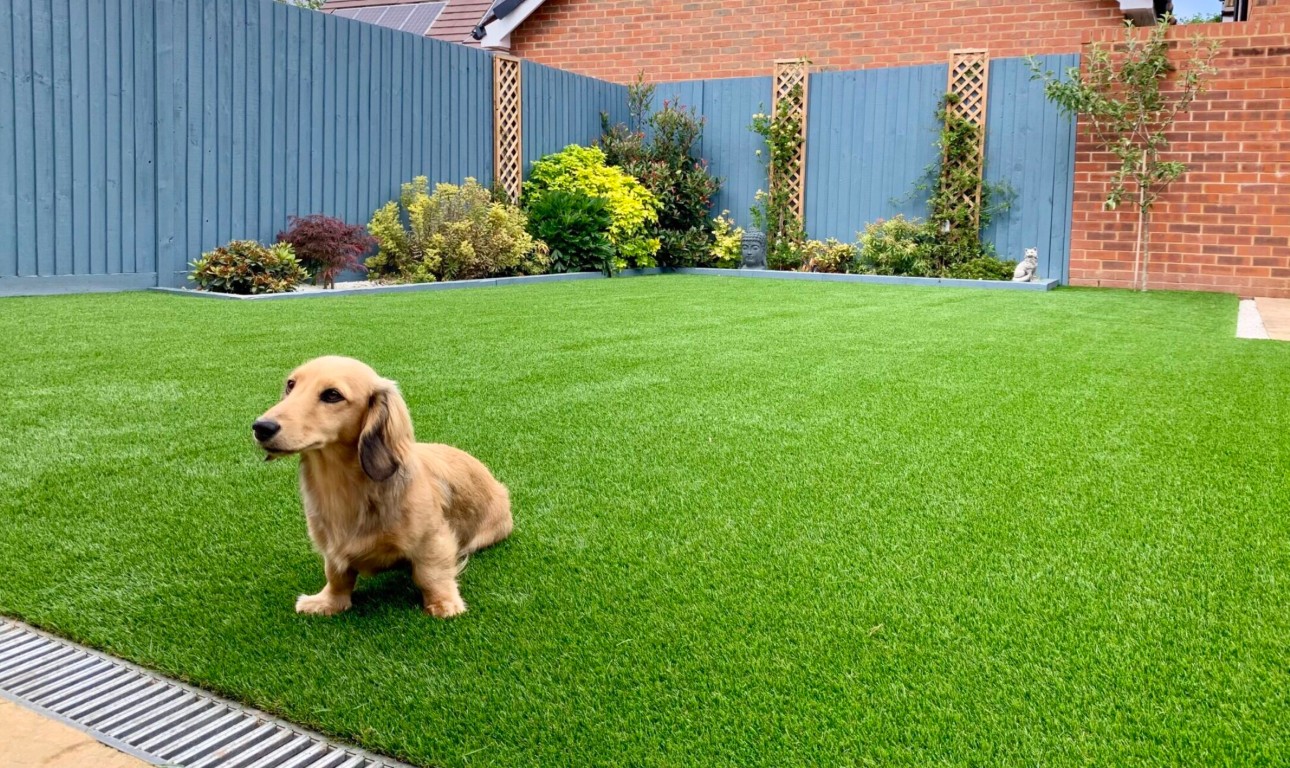 Pet-friendly artificial grass with small dog in Weston, FL
